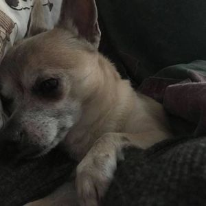 Meet your Posher, Savannah